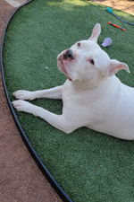 Load image into Gallery viewer, Grass Barrier - Landscape Edging - 10 inch Depth